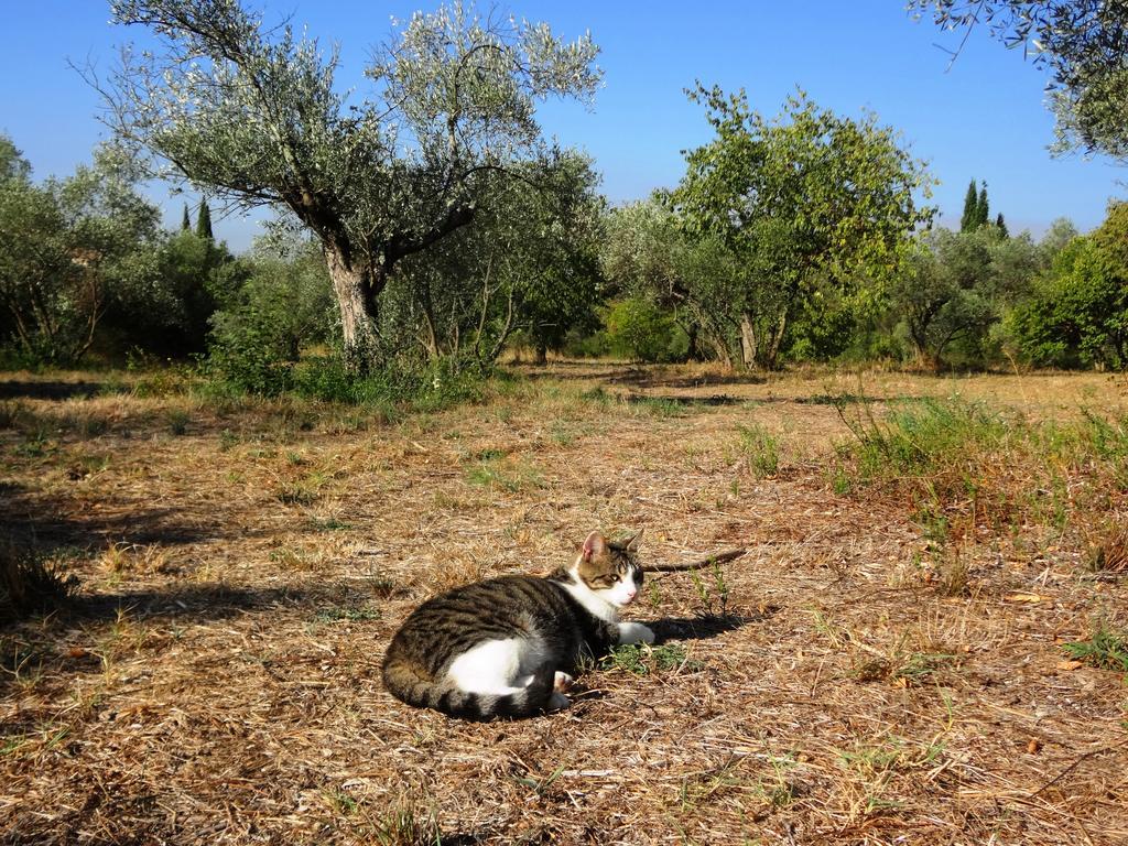 Les Olives Lejlighed Uzès Eksteriør billede
